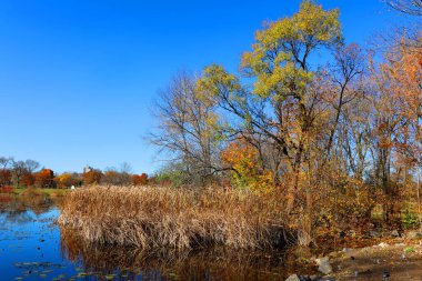scenic shot of beautiful autumnal landscape in park