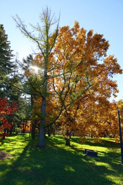scenic shot of beautiful autumnal landscape in park