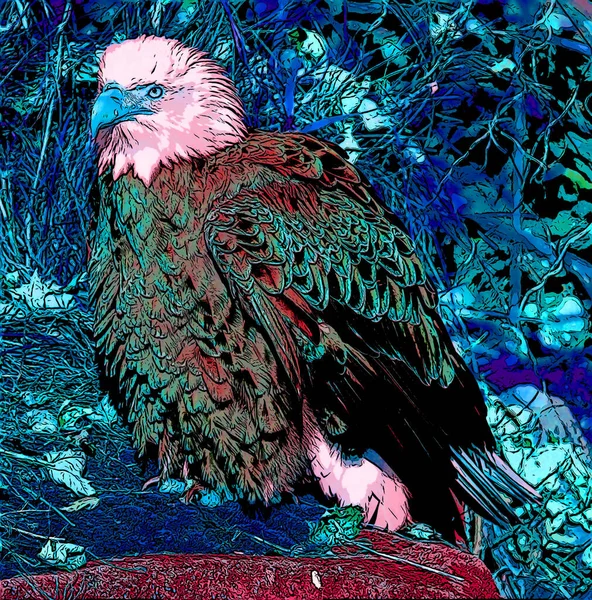 Bald Eagle Illustration Pop Art Background — Foto Stock