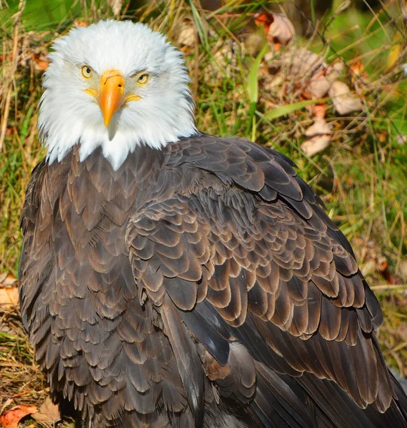 Águia Dourada Aquila Chrysaetos Uma Das Aves Rapina Mais Conhecidas — Fotografia de Stock