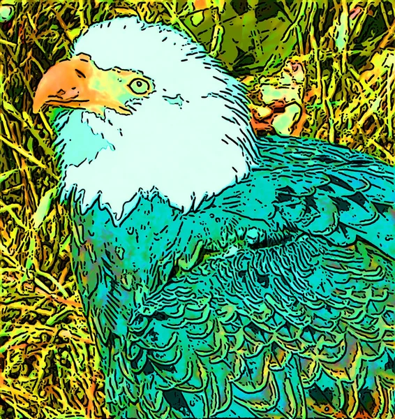 Bald Eagle Illustration Pop Art Background —  Fotos de Stock