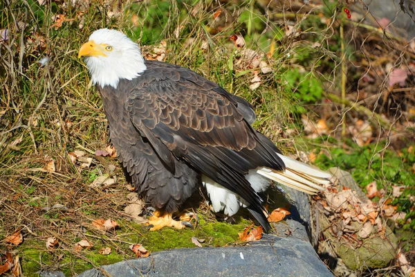 Águia Dourada Aquila Chrysaetos Uma Das Aves Rapina Mais Conhecidas — Fotografia de Stock