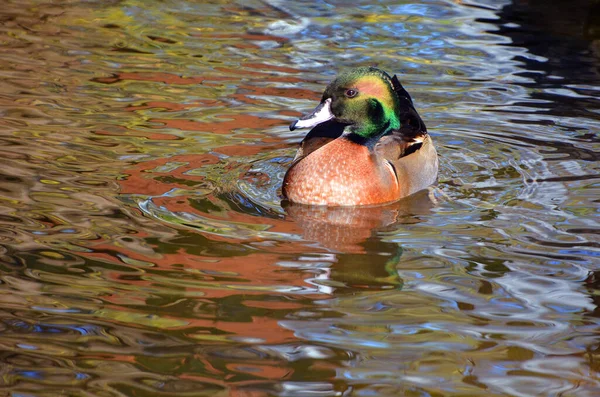 Canard Dans Lac — Photo