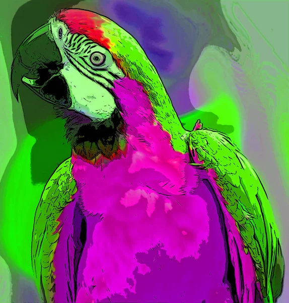 Папуга Ілюстрація Поп Арт Фон — стокове фото