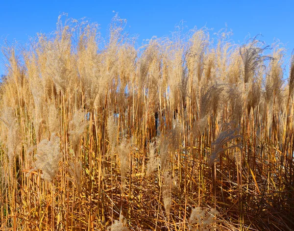 Wunderschöne Landschaft Mit Einem Großen Weizenfeld — Stockfoto