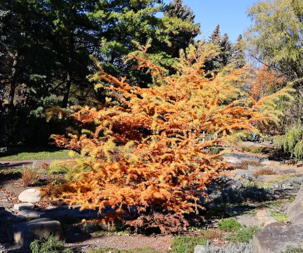 Scenic Shot Beautiful Autumnal Landscape Park — Fotografia de Stock