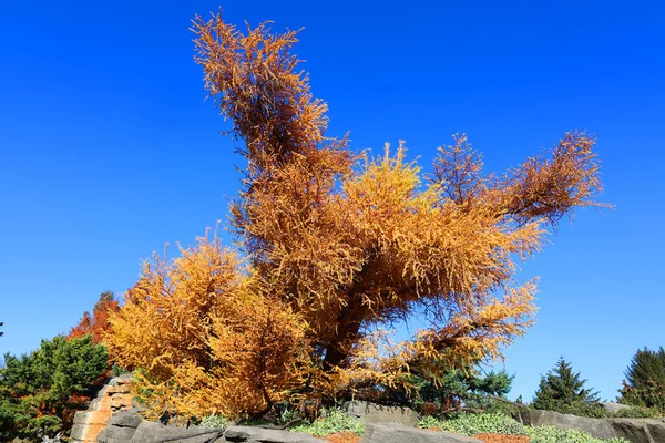 Scenic Shot Beautiful Autumnal Landscape Park — Fotografia de Stock