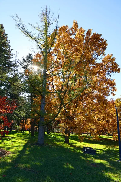 Scenic Shot Beautiful Autumnal Landscape Park — Foto de Stock