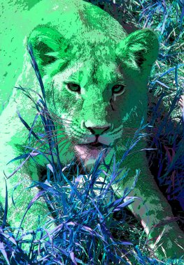 lioness pop-art background, illustration 