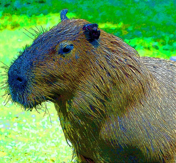 Capybara Tecken Illustration Pop Art Bakgrund Ikon Med Färg Fläckar — Stockfoto