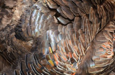 abstract background of brown feathers
