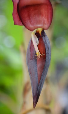 Bir çiçeğe yaklaş.
