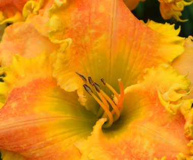 Güzel çiçek. Amaryllis, Amaryllidinae kabilesindeki tek cinstir. Çiçek açan ampullerin iki türü olan küçük bir cinsidir..