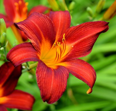 Bahçedeki güzel zambak çiçeği 