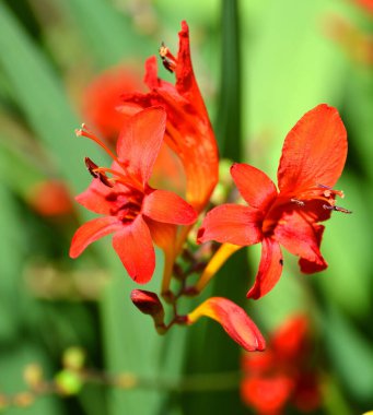 Bahçedeki güzel kırmızı çiçekler