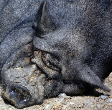 İber domuzu, İber Yarımadası 'na özgü geleneksel bir domuz cinsidir (Sus scrofa domesticus)..