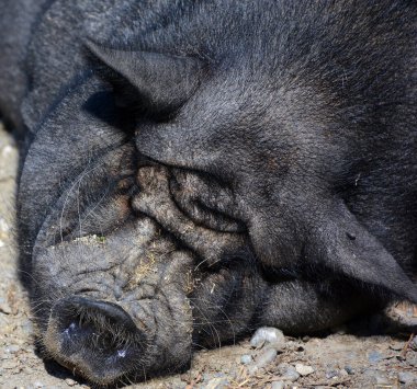 İber domuzu, İber Yarımadası 'na özgü geleneksel bir domuz cinsidir (Sus scrofa domesticus)..