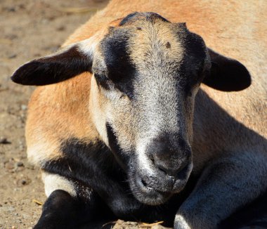 Soay sheep is a breed of domestic sheep (Ovis aries) descended from a population of feral sheep 
