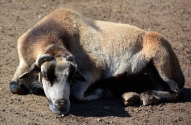 Soay sheep is a breed of domestic sheep (Ovis aries) descended from a population of feral sheep 