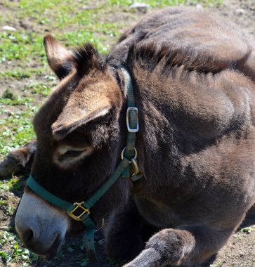 The donkey or ass (Equus africanus asinus) is a domesticated member of the horse family, Equidae. The wild ancestor of the donkey is the African wild ass, E. africanus.