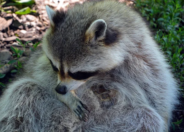 Photo Cute Raccoon — Stok fotoğraf