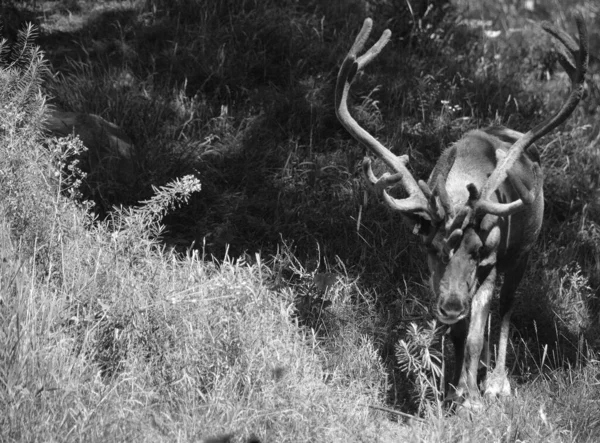 Elch Wald — Stockfoto