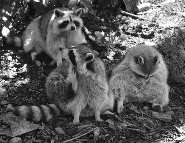 photo of cute raccoons