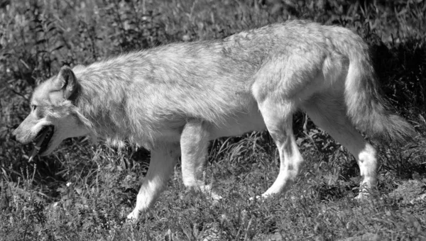 Closeup Shot Wolf — Φωτογραφία Αρχείου