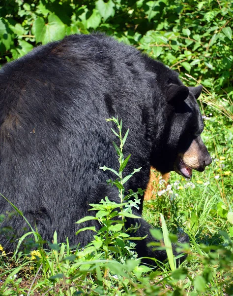 Urso Negro Floresta — Fotografia de Stock