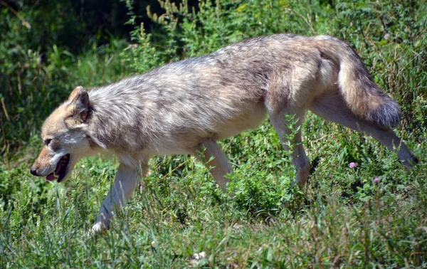 Closeup Shot Wolf —  Fotos de Stock