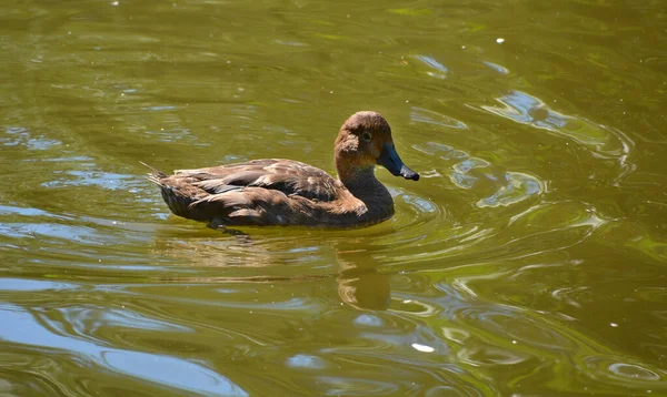 Pato Água — Fotografia de Stock