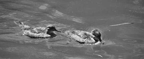 Anatre Nel Lago — Foto Stock