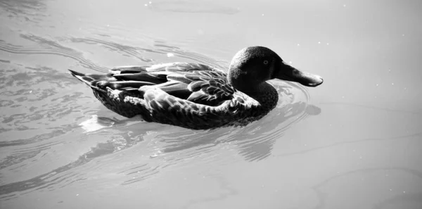 Canard Dans Eau — Photo