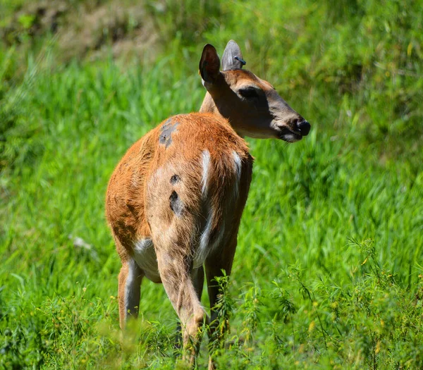 白尾鹿也被称为 白尾鹿 是一种原产于北美 中美洲 厄瓜多尔和南美洲的中型鹿 — 图库照片