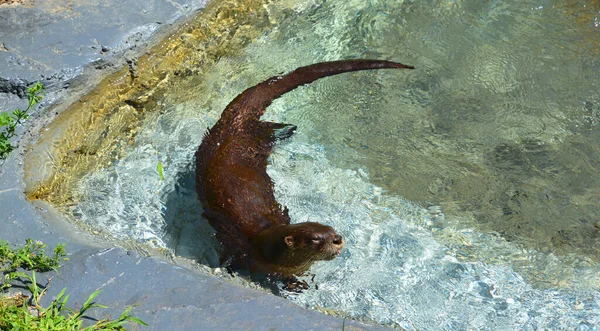 Otters Adalah Mamalia Karnivora Dalam Subfamili Lutrinae Spesies Berang Berang — Stok Foto