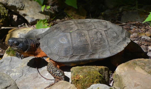 Wood Turtle Species Turtle Endemic North America Genus Glyptemys Genus — Fotografia de Stock