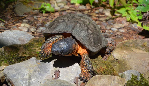 Wood Turtle Species Turtle Endemic North America Genus Glyptemys Genus — Fotografia de Stock