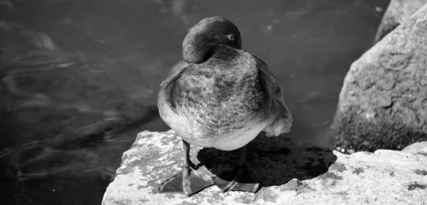 Duck Stone Lake —  Fotos de Stock