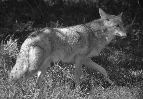 Coyote Ook Bekend Als Amerikaanse Jakhals Borstelwolf Prairiewolf Een Hond — Stockfoto