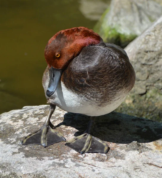 Duck Stone Lake — Stock Photo, Image