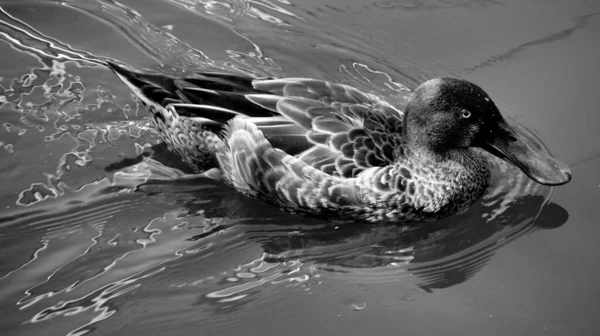 Canard Dans Eau — Photo