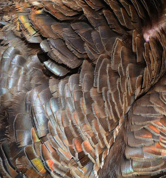 Abstract Background Brown Feathers — Foto Stock