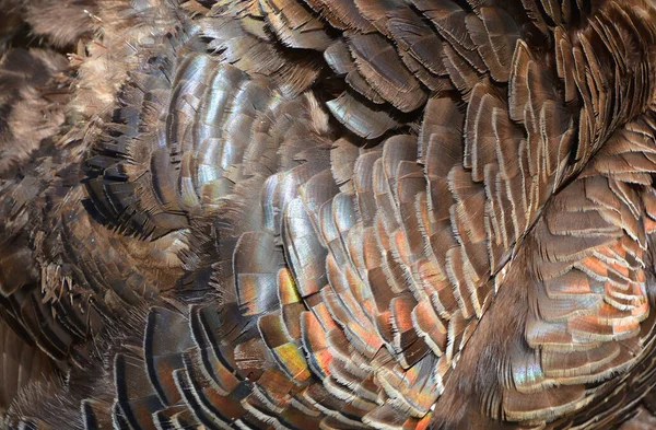 Abstract Background Brown Feathers — Stock Fotó