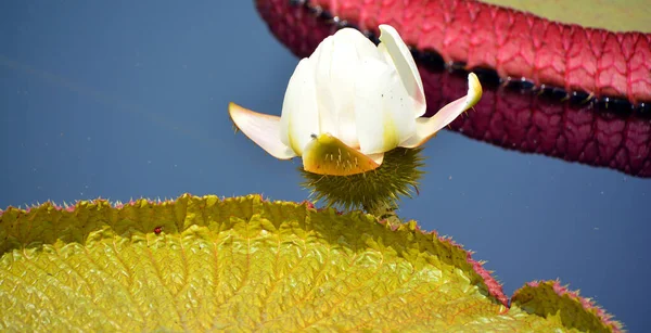 Красивая Водяная Лилия Пруду — стоковое фото