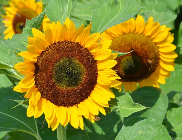 Sunflower Field Closeup Nature Background — Fotografia de Stock