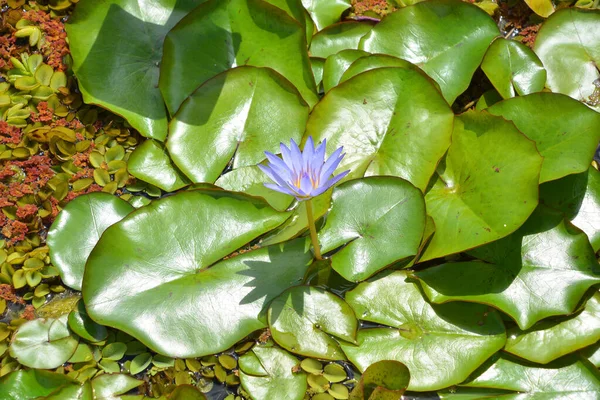 Beautiful Botanical Shot Water Lily — 스톡 사진