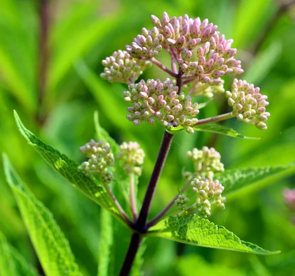 Beautiful Botanical Shot Natural Wallpaper — Stock Photo, Image