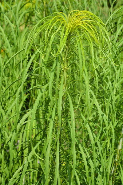 Grüne Blätter Einer Pflanze — Stockfoto