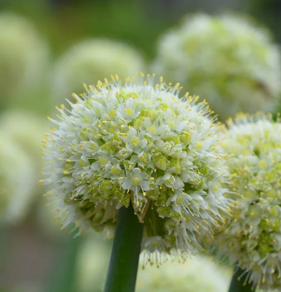 White Flower Garden — Stock Photo, Image