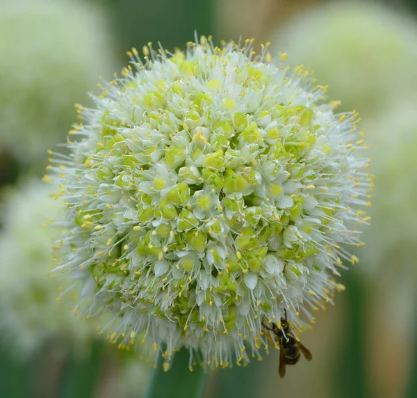 Fleurs Blanches Dans Jardin — Photo